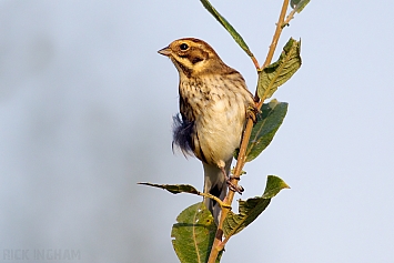 Reed Bunting | Female