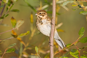 Reed Bunting | Female