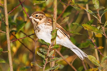 Reed Bunting | Female