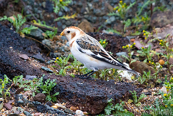 Snow Bunting | Male