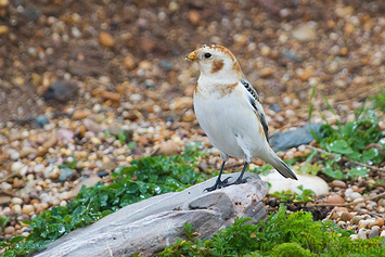 Snow Bunting | Male