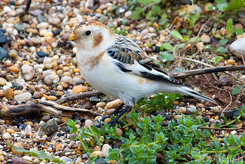 Snow Bunting | Male