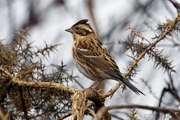 Rustic Bunting