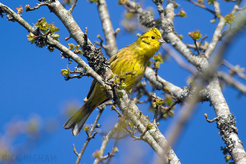 Yellowhammer