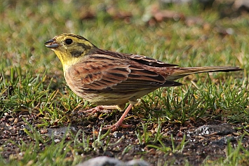 Yellowhammer | Female