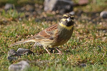 Cirl Bunting