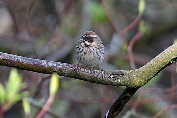 Reed Bunting | Female