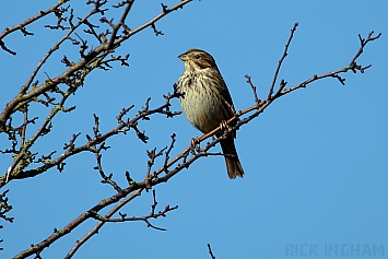 Corn Bunting