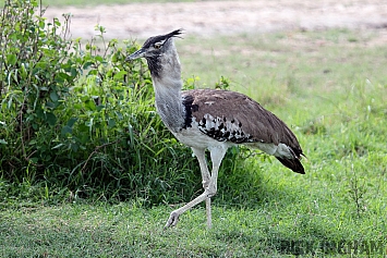 Bustard