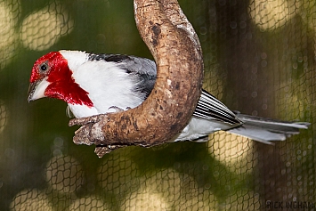 Cardinals