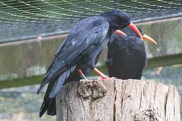 Chough