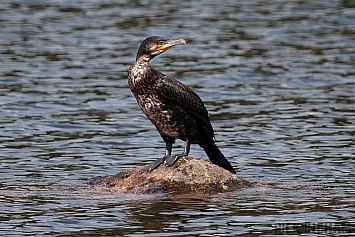 Cormorant