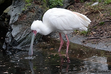 African Spoonbill