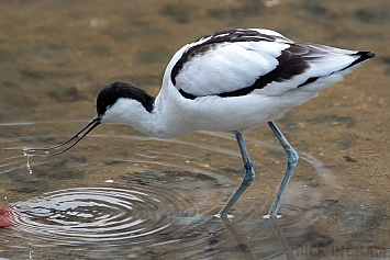 Pied Avocet