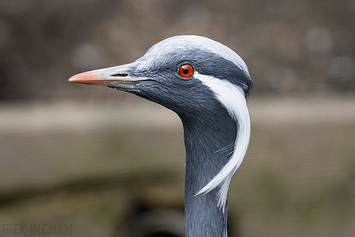 Demoiselle Crane