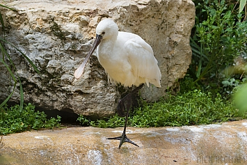 African Spoonbill