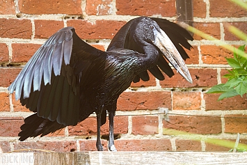 African Open-Billed Stork