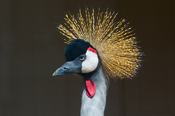 Grey Crowned Crane