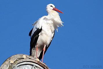 White Stork