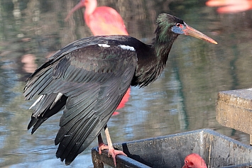 Abdim's Stork