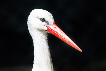 White Stork