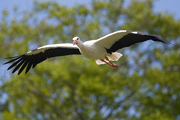 White Stork