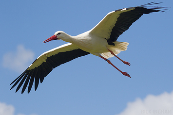 White Stork