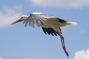 White Stork