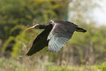 Northern Bald Ibis