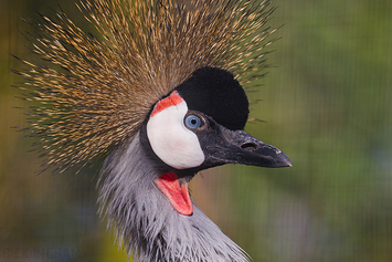 Grey Crowned Crane