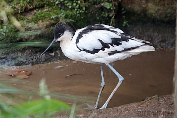 Pied Avocet