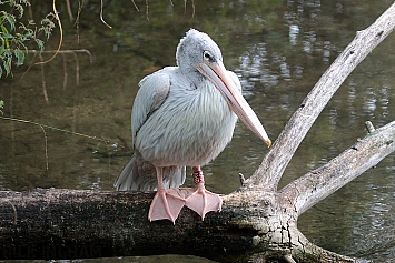 Pink Backed Pelican