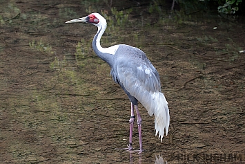 White-Naped Crane