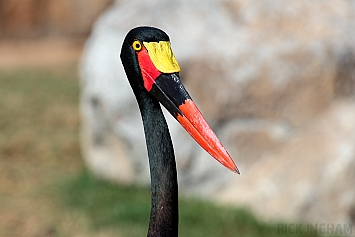 Saddlebill Stork