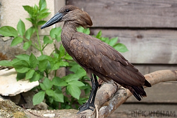 Hamerkop