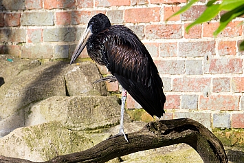 African Open-billed Stork