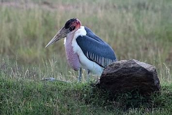 Maribou Stork