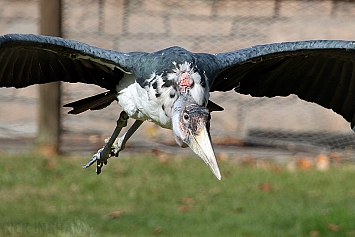 Marabou Stork