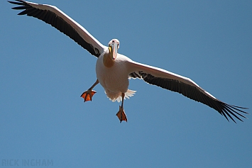 Great White Pelican