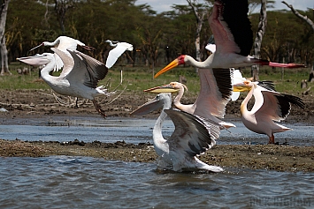 Storks Pelicans Egrets of Lake Naivasha