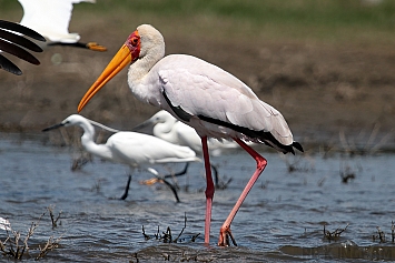 Yellow Billed Stork