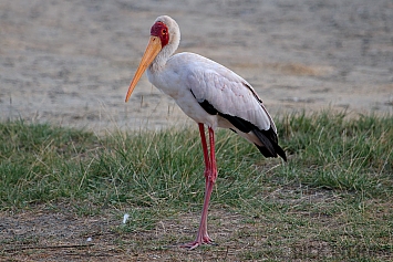 Yellow Billed Stork