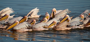 Great White Pelican