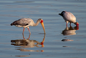 Yellow Billed Stork