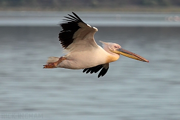 Great White Pelican