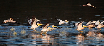 Great White Pelican