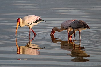 Yellow Billed Stork