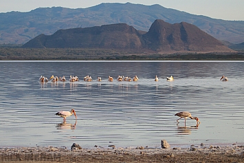 Yellow Billed Stork