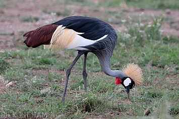 Grey Crowned Crane