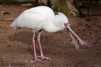 African Spoonbill